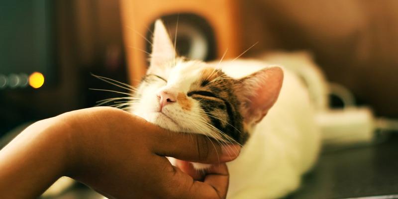 3 Manfaat Memiliki Hewan Peliharaan